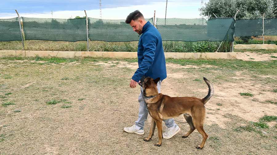 Entrenador de perros haciendo la marcha al pie con su can.
