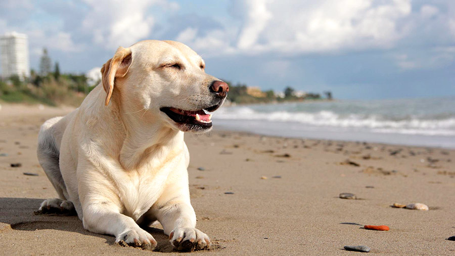 playa canina valencia
