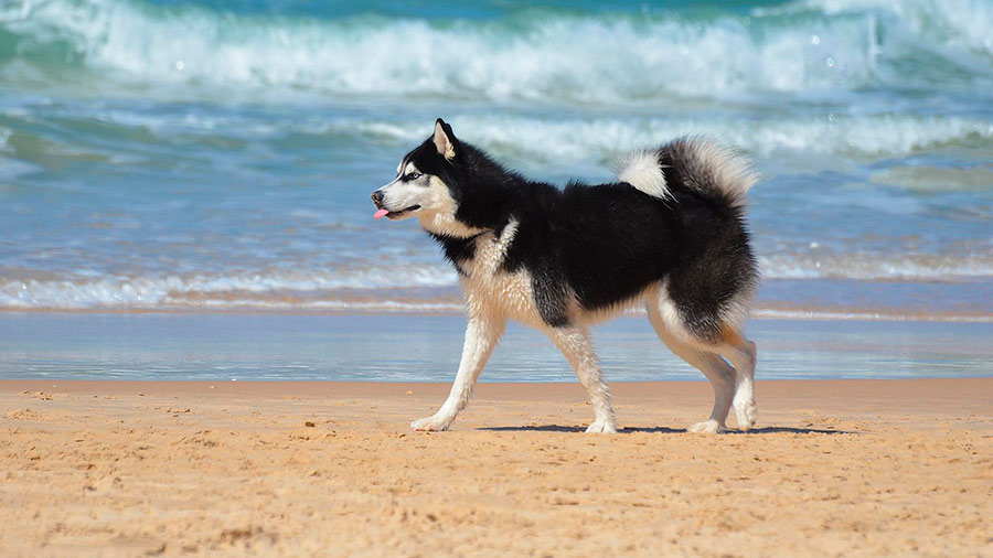 playa para perros de pinedo valencia