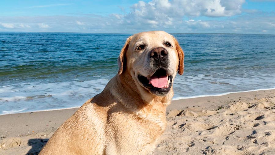 playas para perros en valencia