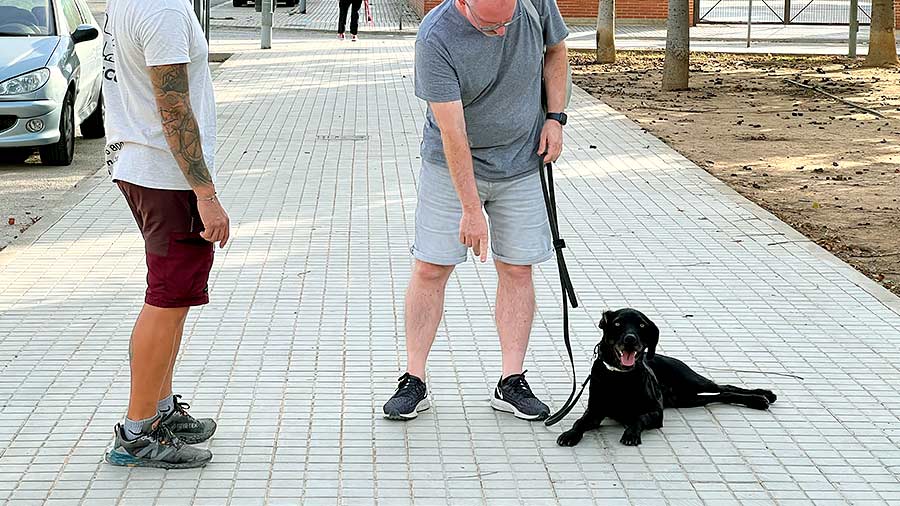 Adiestradores caninos a domicilio en Valencia 