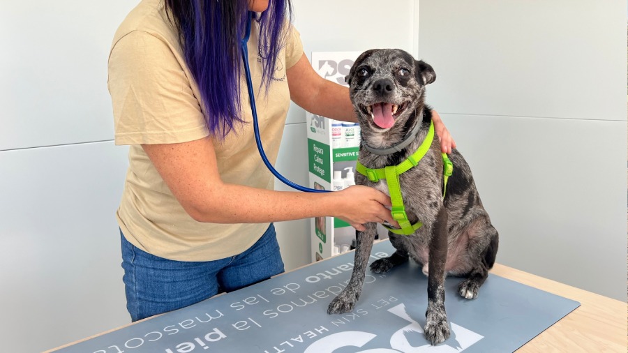 veterinario de confianza en valencia