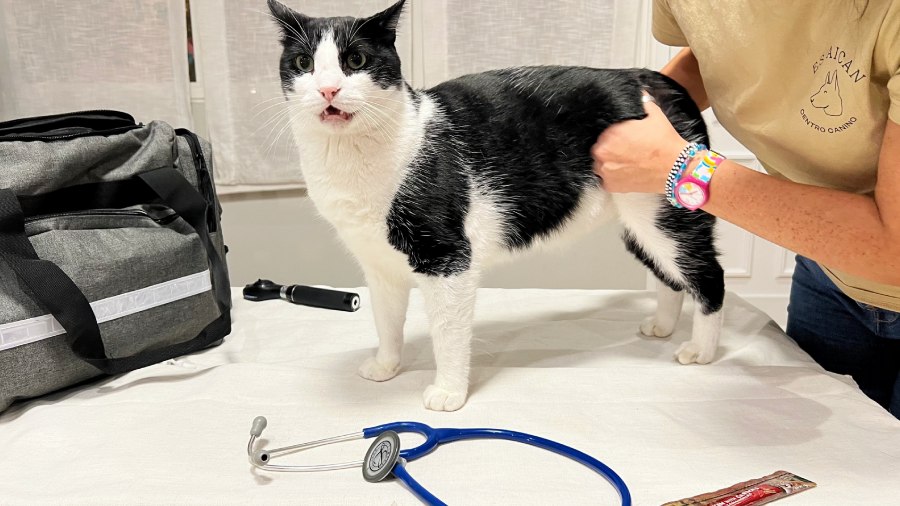 Veterinario de confianza en Valencia